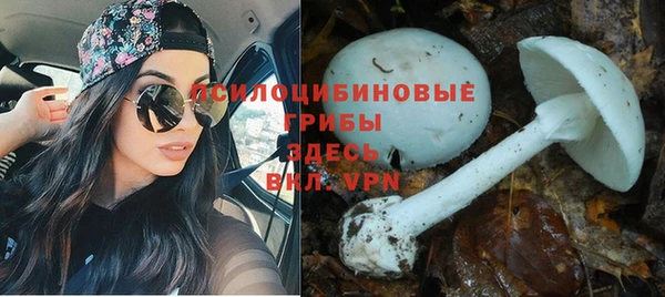 ПСИЛОЦИБИНОВЫЕ ГРИБЫ Зеленодольск